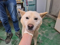 충남 아산 시민로 빌딩 주차장에서 크림색 강아지 발견 보호