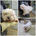 충남 당진시 송산면 무수리에서 말티즈 발견 보호