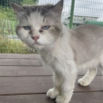 광주 광산구 산월동에서 회흰색 믹스 고양이 발견 보호