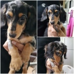 경기 평택 고덕여염로에서 닥스훈트 발견 보호