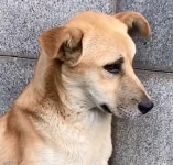 학생들 배달음식 훔쳐 먹다 딱 걸린 캠퍼스 멍멍이..잔소리하자 서러움 폭발