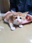 경남 통영 중앙로 91-8에서 노흰색 새끼 고양이 발견 보호