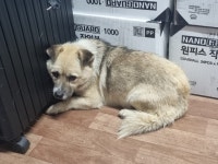 경남 창원 의창구 우곡로 농원에서 연갈검정색 강아지 발견 보호