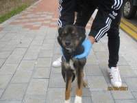 강원 동해시 북평동 석미모닝 근처에서 검갈색 강아지 발견 보호