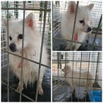 경기 화성 마도면 화도중학교 앞에서 스피츠 발견 보호