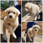 경기 화성 우정읍 조암로에서 흰색 새끼 강아지 발견 보호