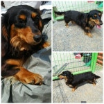 충남 당진시 양지말길 도로변에서 닥스훈트 발견 보호