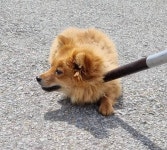 경북 군위군 군위읍 대흥1동에서 갈색 강아지 발견 보호