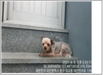 대전 중구 석교동에서 요크셔 테리어 발견 보호