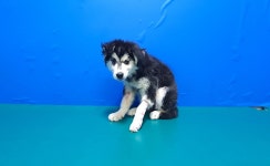 경북 경산 부제리에서 말라뮤트 발견 보호