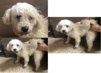 부산 연제 법원북로93에서 비숑 프리제 발견 보호