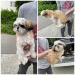 충남 당진시 송악읍 송악로 1019에서 시츄 발견 보호