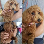 경기 평택 청원로에서 푸들 발견 보호