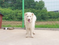 경기 이천 설성면 진상미로에서 흰색 강아지 발견 보호