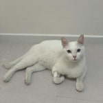 광주 동구 계림동에서 터키시 앙고라 발견 보호