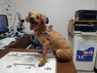 대구 서구 평리로 내당광명아파트에서 푸들 발견 보호