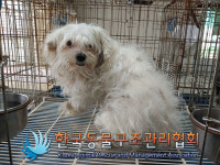 서울 구로구 고척근린공원에서 말티즈 발견 보호