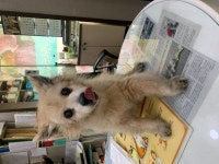 서울 용산구 남정초등학교 부근에서 갈색 강아지 발견 보호