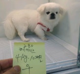 세종 조치원읍 새내1길에서 페키니즈 발견 보호