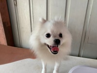 경기 시흥 대은로4 부근에서 포메라니안 발견 보호..사자컷 미용