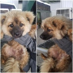 경기 평택 팔용당길에서 갈색 강아지 발견 보호