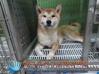 서울 성동구 금호동4가 용비교에서 다친 시바 발견 보호