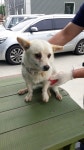 충북 괴산군 괴산읍 수진2길에서 흰색 강아지 발견 보호