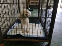 경기 남양주 진벌로에서 말티즈 발견 보호