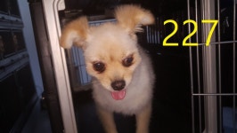 인천 계양구청에서 포메라니안 발견 보호