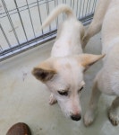 전남 곡성 죽곡면 유봉리에서 흰색털 강아지 발견 보호