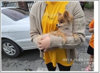 대전 중구 모암로 14번길에서 포메라니안 발견 보호