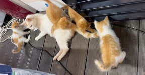 경남 남해 독일마을 본하우스에서 황토색 고양이 가족 발견 보호
