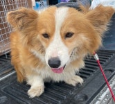 전남 광양 한라비발디에서 갈흰색 강아지 발견 보호..웰시 코기 느낌