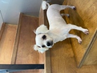 경기 부천 엠파이어빌딩 앞에서 말티즈 발견 보호