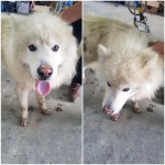 경기 평택 남양만로에서 사모예드 발견 보호