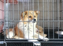 경기 여주 월송동에서 연갈색 강아지 발견 보호