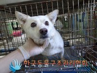 서울 강북구 미아동에서 갈흰색 강아지 발견 보호