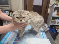 전북 전주 평화동 볼링장에서 스코티시폴드 고양이 발견 보호