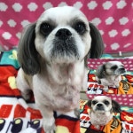 경북 구미 검성로103/21에서 시츄 발견 보호