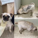 충남 당진시 고대면 종합운동장 인근에서 퍼그 발견 보호