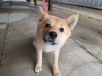 경기 안산 선부광장1로 81에서 갈흰색 강아지 발견 보호..칩있음