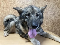 전남 순천 조곡에서 셰퍼드 발견 보호