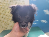 충남 아산 신창면 코아루에듀파크아파트에서 검흰색 강아지 발견 보호