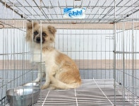 경기 여주 오학동에서 흰크림색 강아지 발견 보호