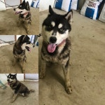 경북 구미 봉곡동로에서 말라뮤트 믹스 강아지 발견 보호