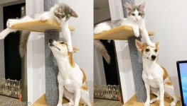 캣폴 끝까지 못 오르는 멍멍이 약올리는 깐죽이 야옹이..이게 다냥?