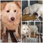 경기 화성 향남읍 발안로에서 흰색 강아지 발견 보호..사자갈기털