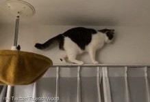 고양이의 고공 문워크에 집사 심장 쫄깃해지네