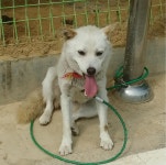 경기 용인 처인구 원삼면 고당로에서 흰색 강아지 발견 보호