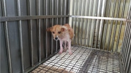 경북 문경 영순야구장에서 황흰색 강아지 발견 보호